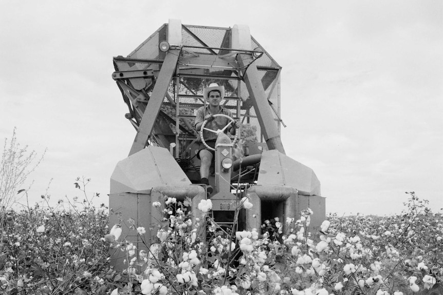 Harvesting cotton on the Ord River in 1966