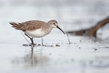 A brown and white bird with a long beak stands in shallow waters in a wetland.