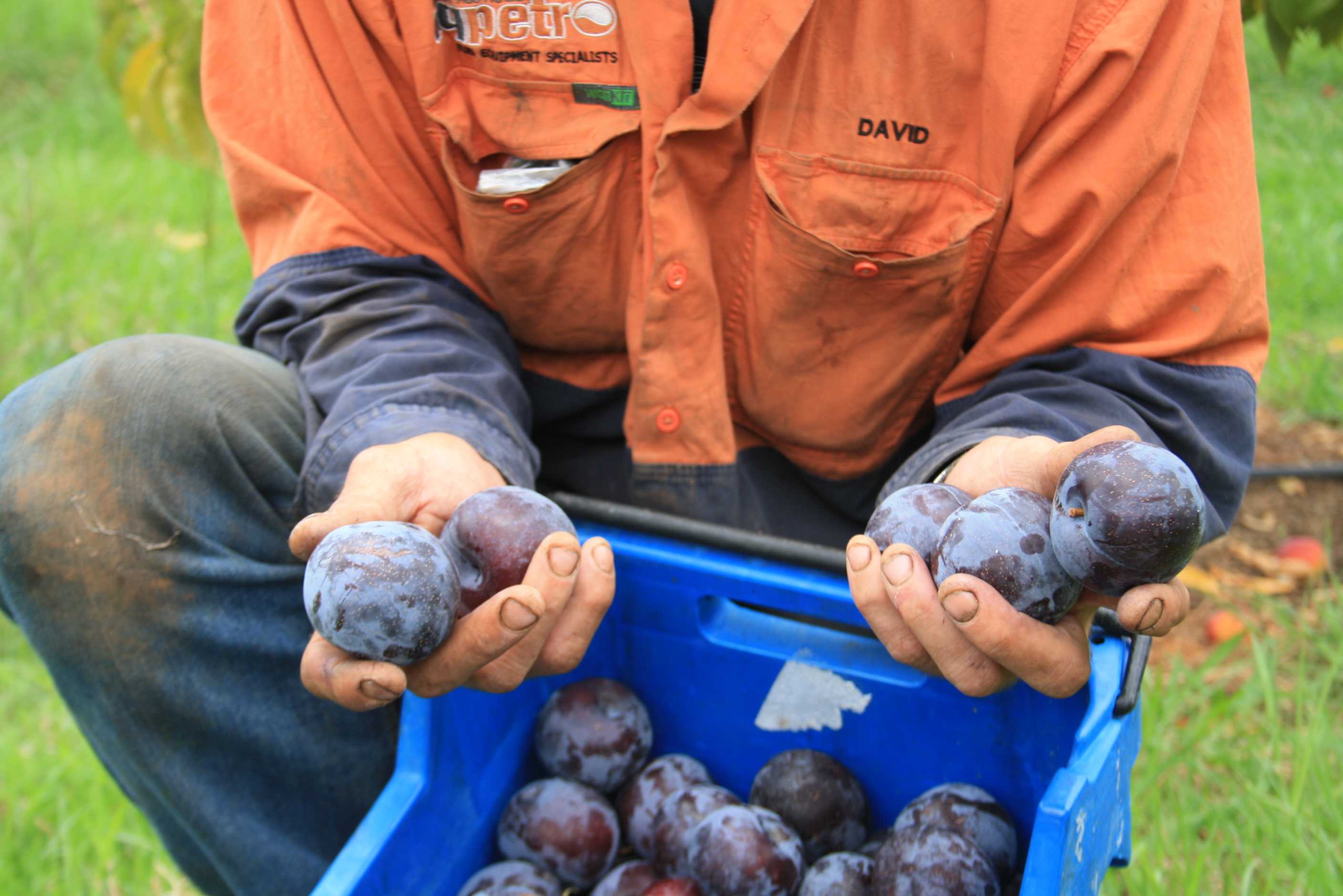 'Superfruit' Queen plum hits Western Australian markets ABC News