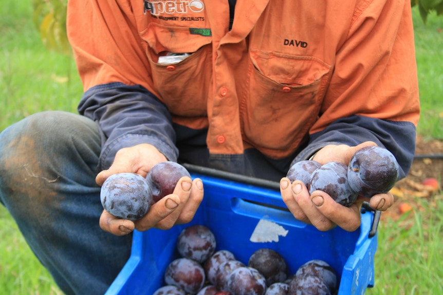 A man crouches in an orchard holding plums