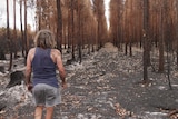 a man walks through a burned timber plantation