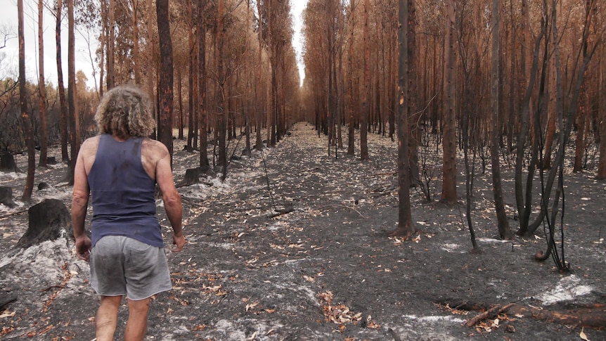 L’assurance bois de plantation inabordable pour les producteurs après les incendies de l’été noir