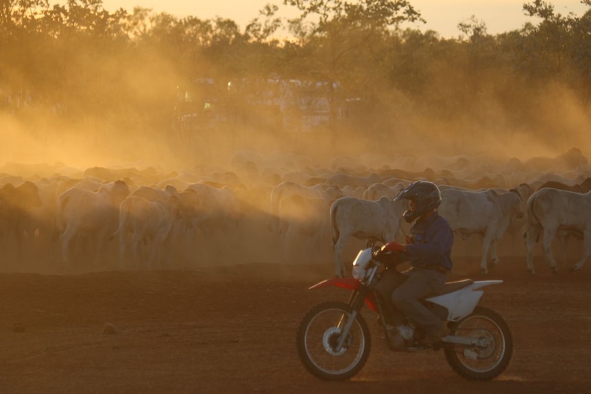 A man on a motorbike rides past a herd of cattle at dusk.