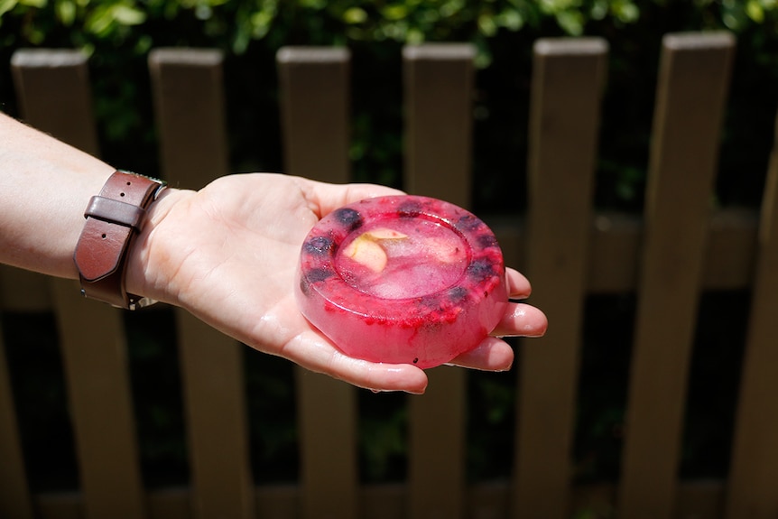 A zoo keeper holds a large ice block of fruit and water in the shape of a take away food tub.