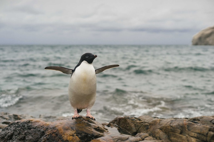 A penguin flaps its wings on a rock with the ocean in the background