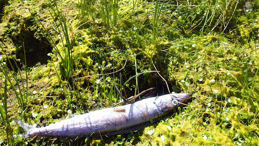 A dead barracouta in reeds on the banks of the River Derwent