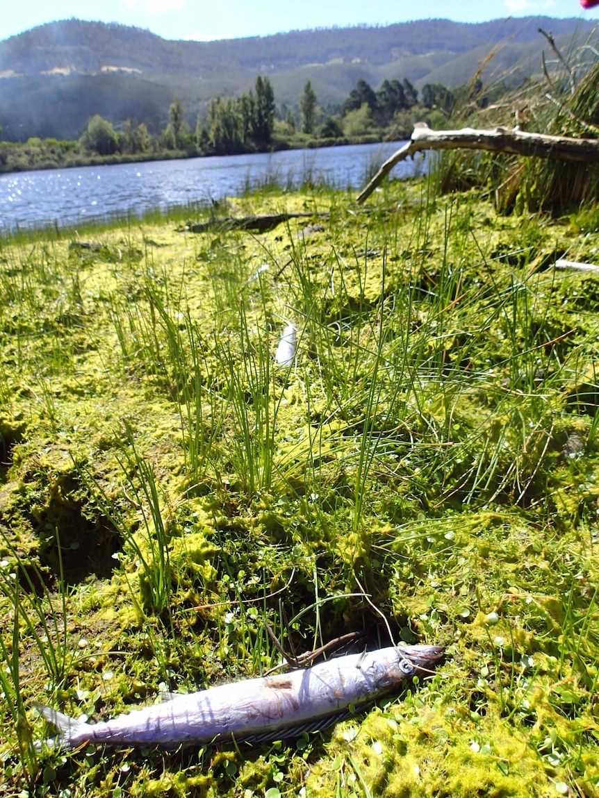 A dead barracouta in reeds on the banks of the River Derwent