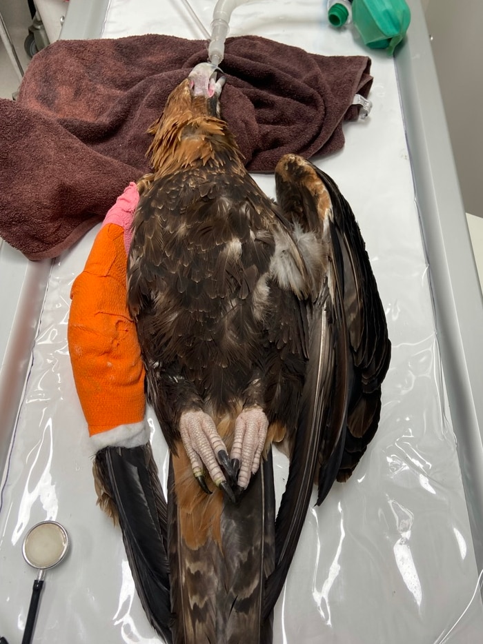 A wounded eagle, unconscious on an operating table.