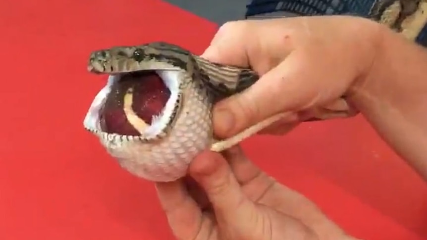 snake swallows tennis ball handler
