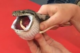 Tennis ball freed from python