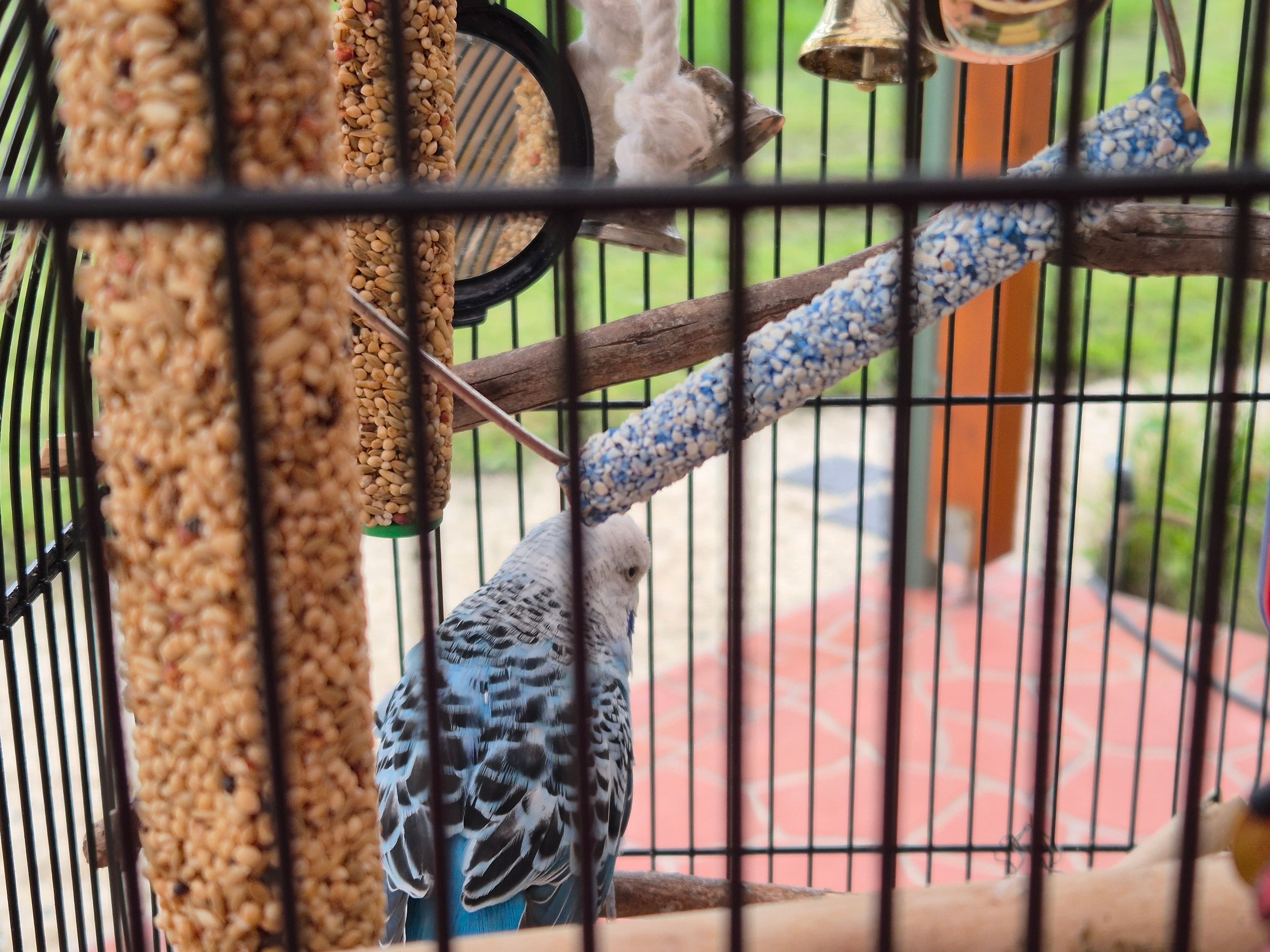 Um pequeno periquito azul em uma gaiola, de perto