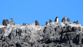 Adelie penguins on Gardner Island in Antarctica.