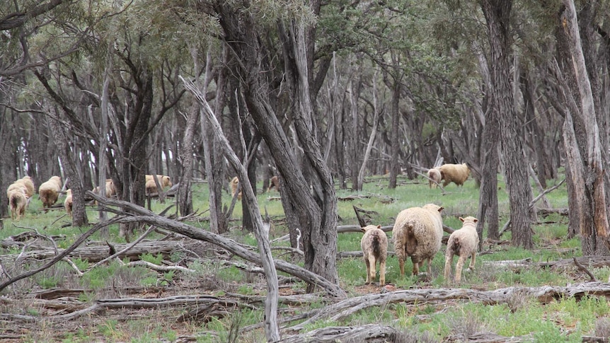 A ewe with twin lambs at Home Creek station near Barcaldine.