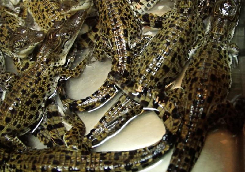 Photo of crocodile hatchlings