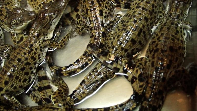 Photo of crocodile hatchlings