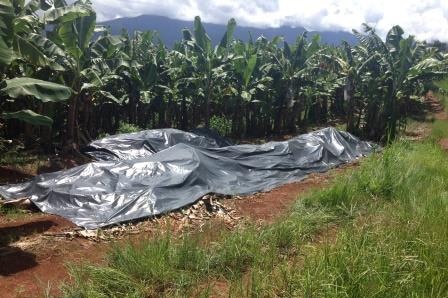 More than 16,000 banana plants on a Tully farm quarantined with Panama tropical race 4 have already been lethally injected
