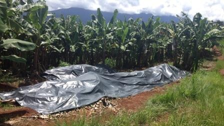 Authorities have ordered the destruction of more than 16,000 banana plants on a Tully farm quarantined with Panama tropical race 4