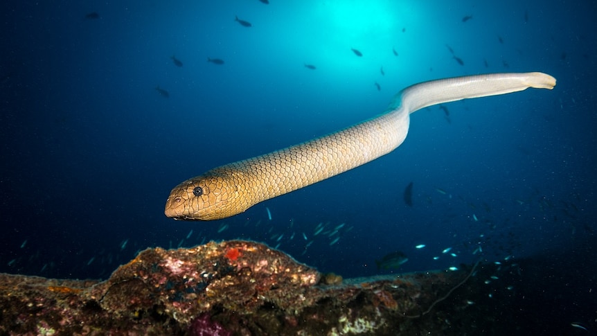 an olive sea snakes swims towards the camera