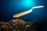 an olive sea snakes swims towards the camera