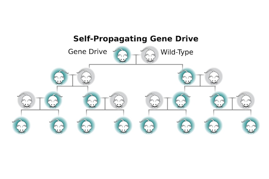 A self-propagating gene drive favours the inheritance of a certain gene or genetic change.