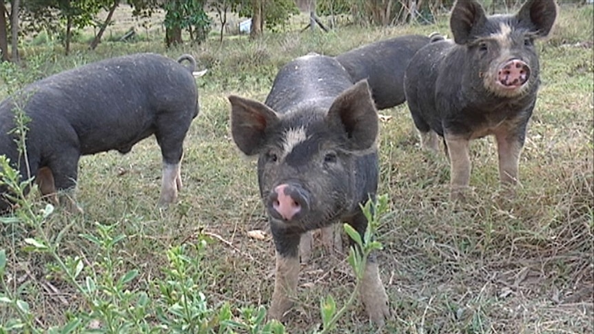 Berkshire piglets.