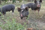 Meet the wagyu of the pork world.