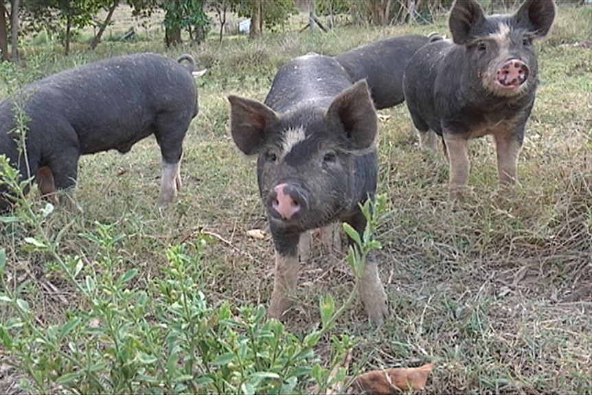 Meet the wagyu of the pork world.
