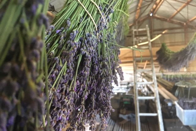 Lavender hangs in a shed to dry
