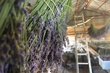 Lavender hangs in a shed to dry