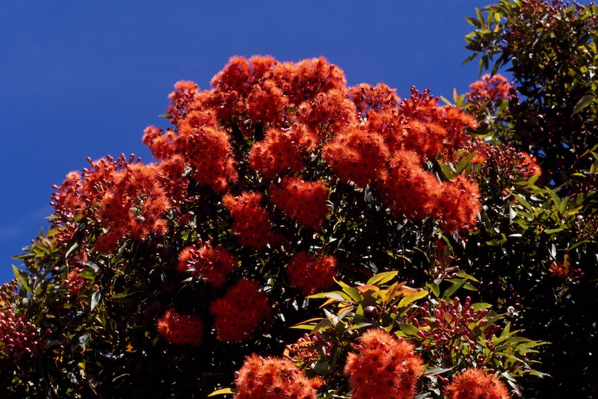 red flowers on a red flowering gum