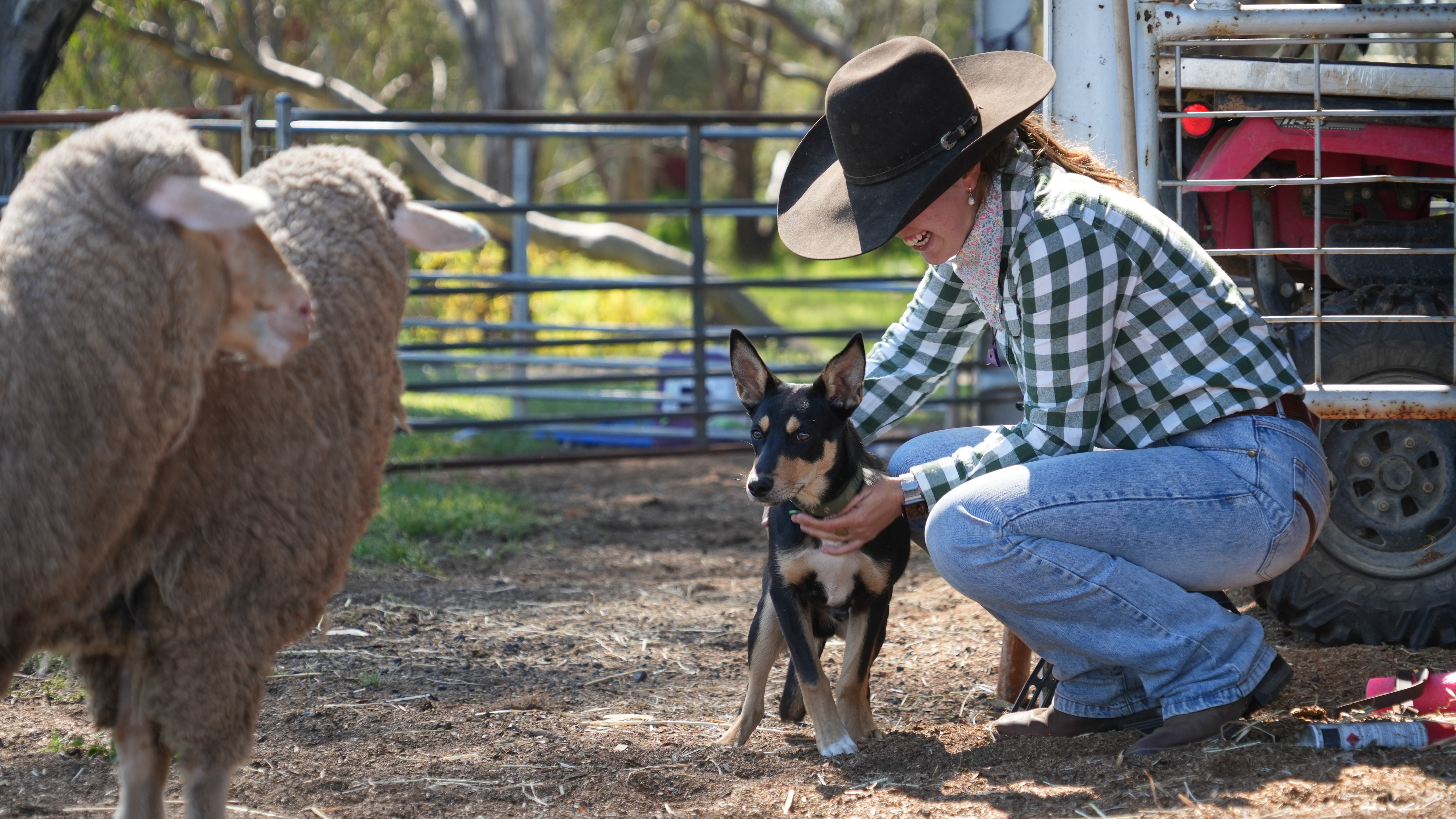 Farmers cross country for training tips from ABC Muster Dogs expert