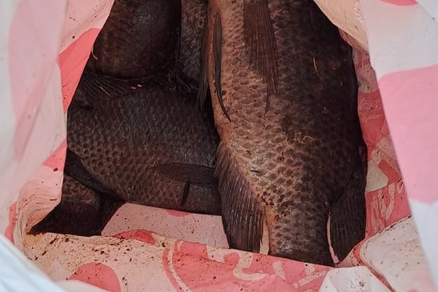 Fish in the bottom of a bag.