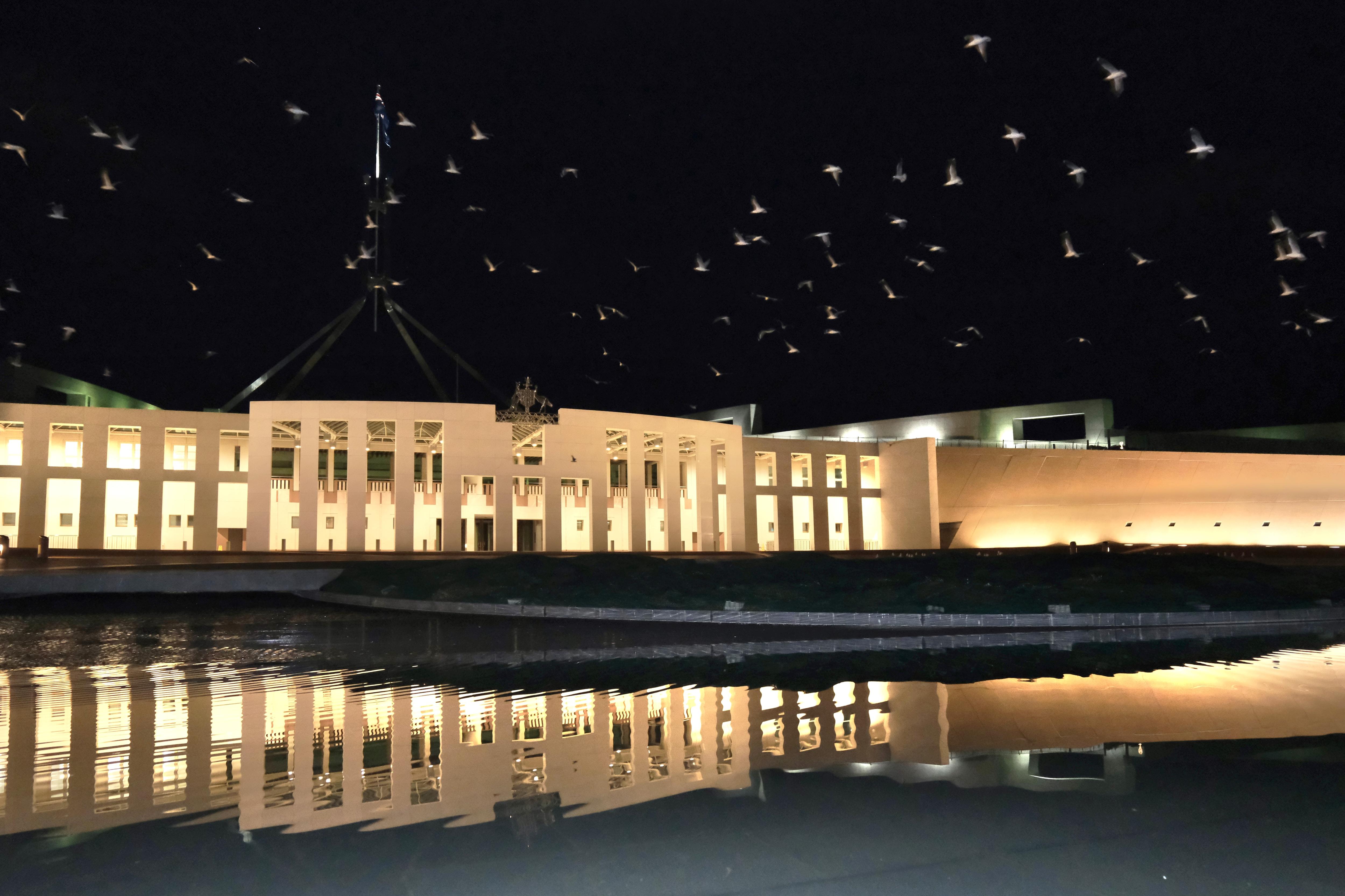 Hundreds of seagulls standing and flying outside Parliament House at nighttime.