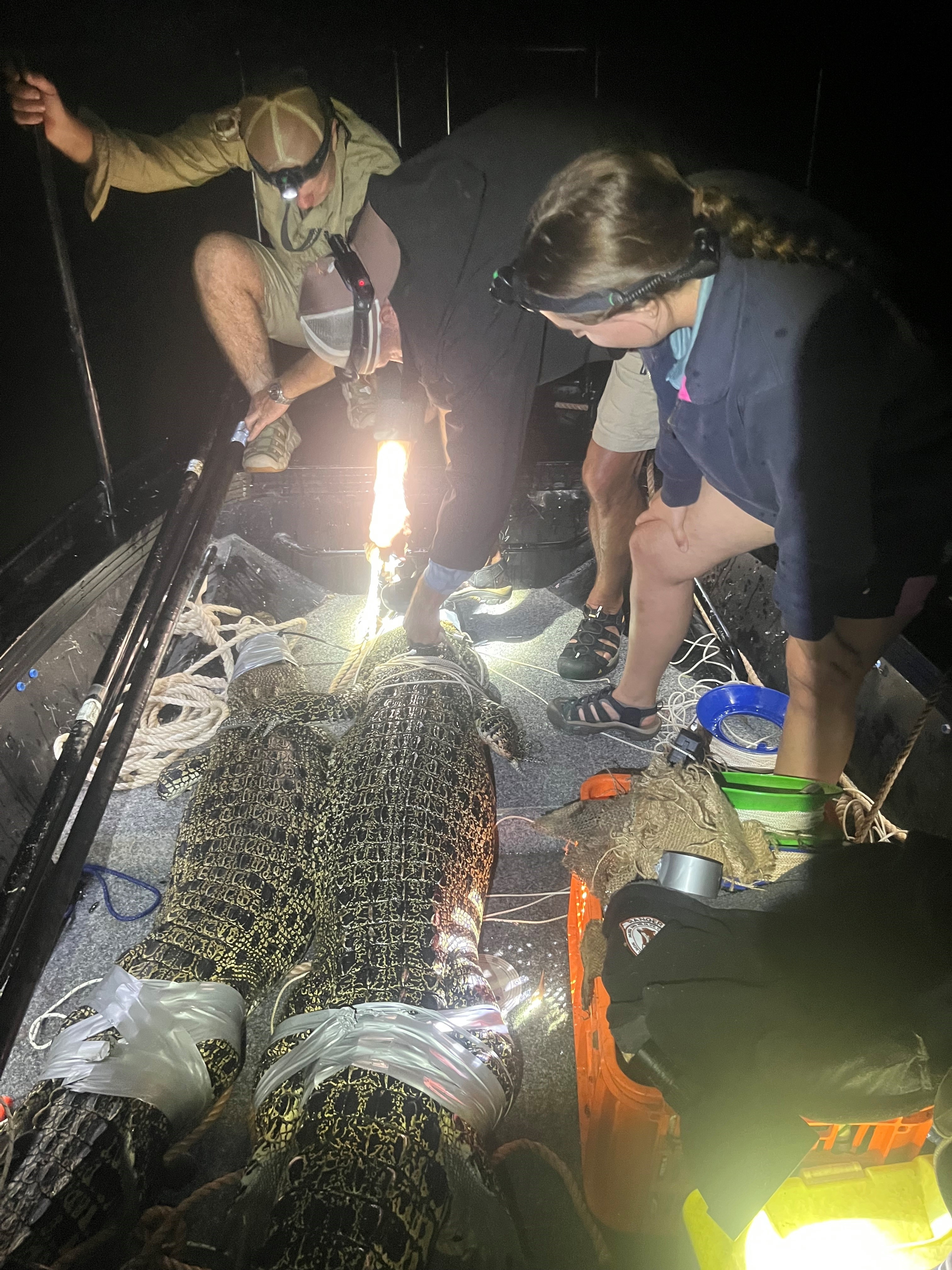 Tres personas en una embarcación observan a dos cocodrilos que fueron capturados con cinta adhesiva y cuerdas.