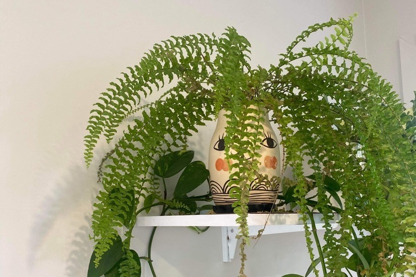 A freen fern with prongs hanging down off a shelf, in a pot with a face on it