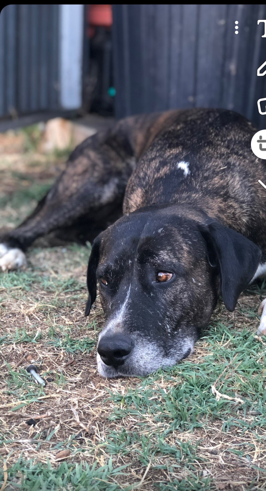 Close up of dog face resting on the ground