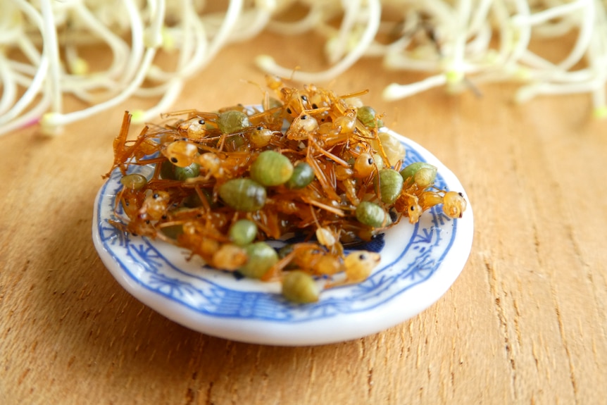 A small plate with a pile of brown ants on top. The ants have green bottoms. 