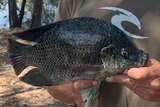 Gold Coast Fishing Fanatic member Peter Ker holding pest tilapia fish he caught at Robina lakes