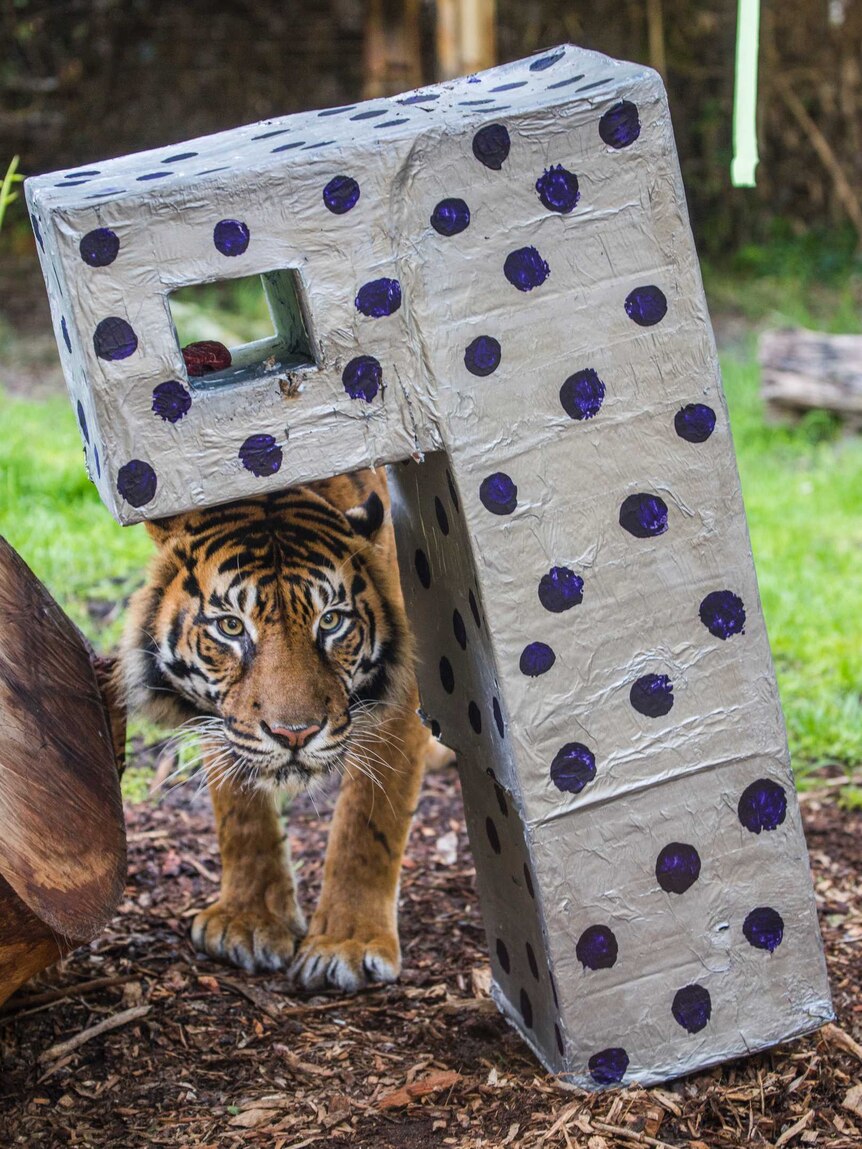 Perth Zoo's Sumatran tiger, Jaya, walks underneath a box covered in alfoil in her enclosure.