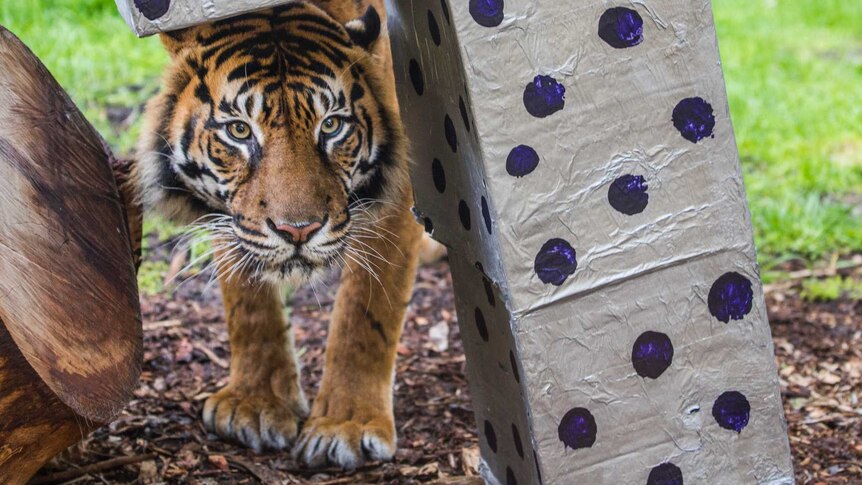 Perth Zoo's Sumatran tiger, Jaya, walks underneath a box covered in alfoil in her enclosure.