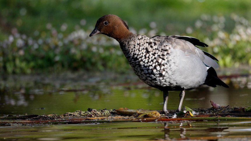 A duck with a brown head and grey body perches on a log floating on top of water