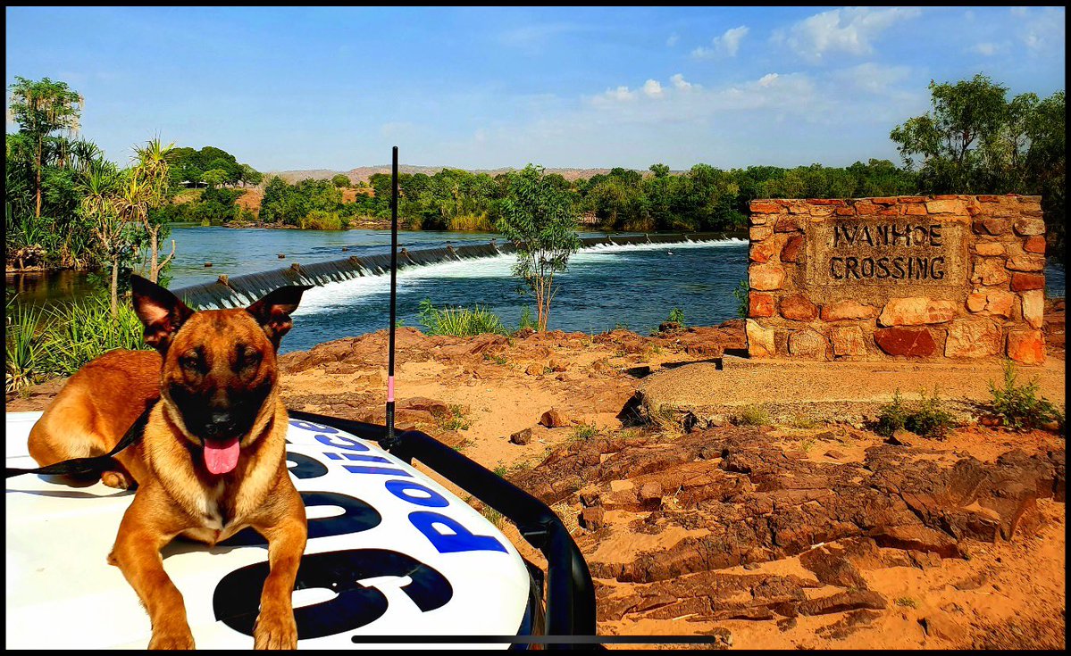 Help 'gorgeous' Hank: Kimberley locals rally to keep ...