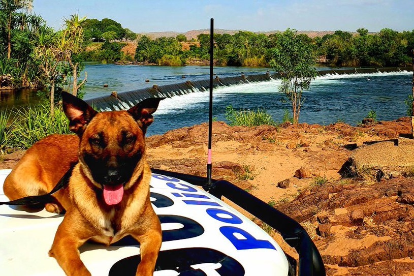 Police dog Hank sits on a police car in Kununurra