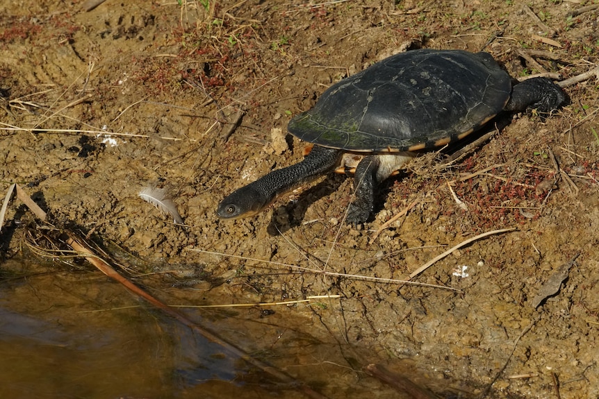 Turtle with long neck near water