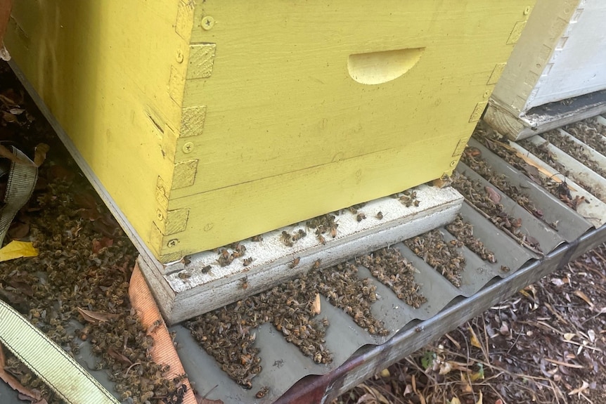 Dead bees around a hive