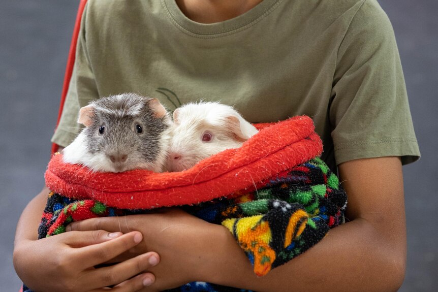 A close-up of a child holding a snuggle sack with two guinea pigs. One is all white and the other is grey and white.