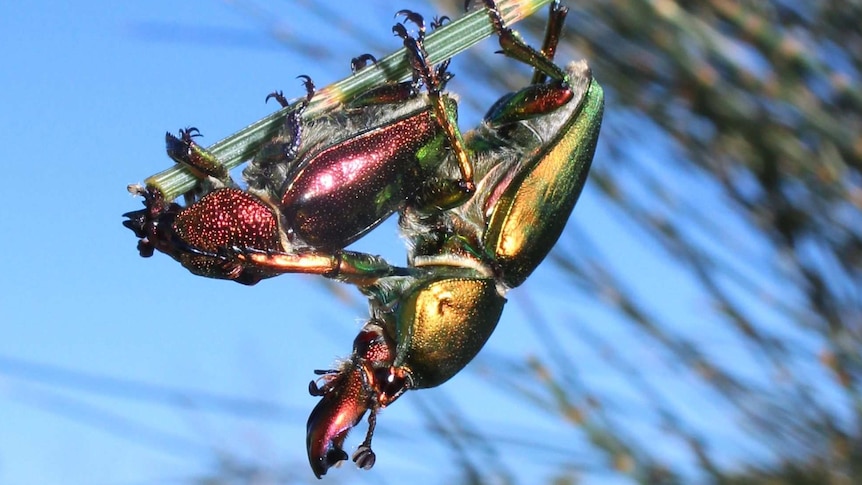 Two shiny beetles hanging on the end of a stick