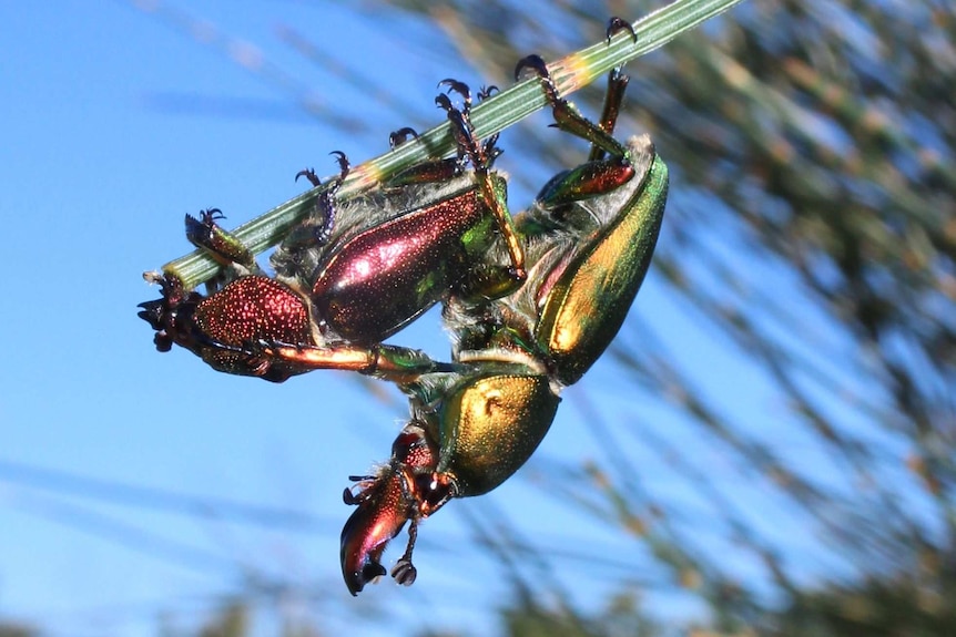 Two shiny beetles hanging on the end of a stick