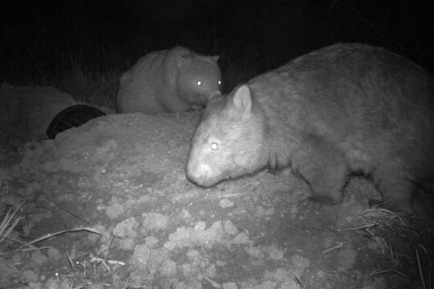 Mulgoa wombats nocturnal