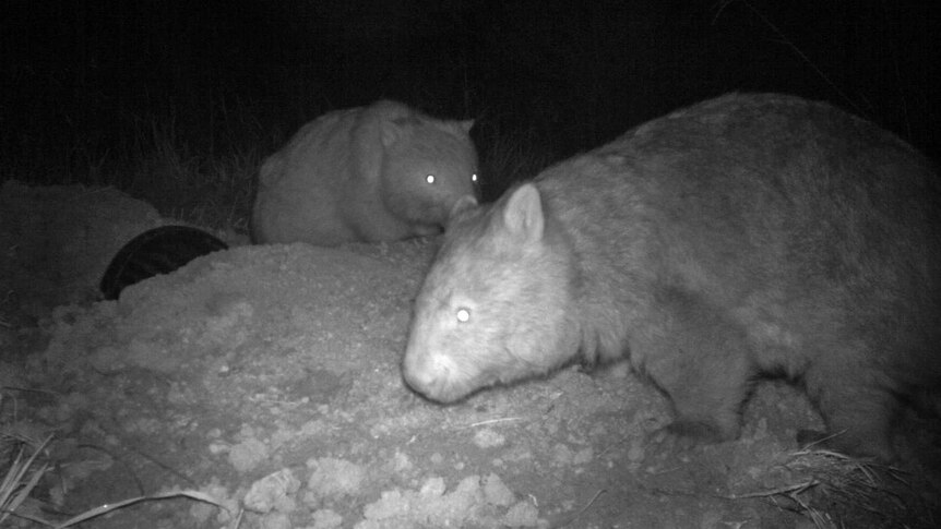 Mulgoa wombats nocturnal